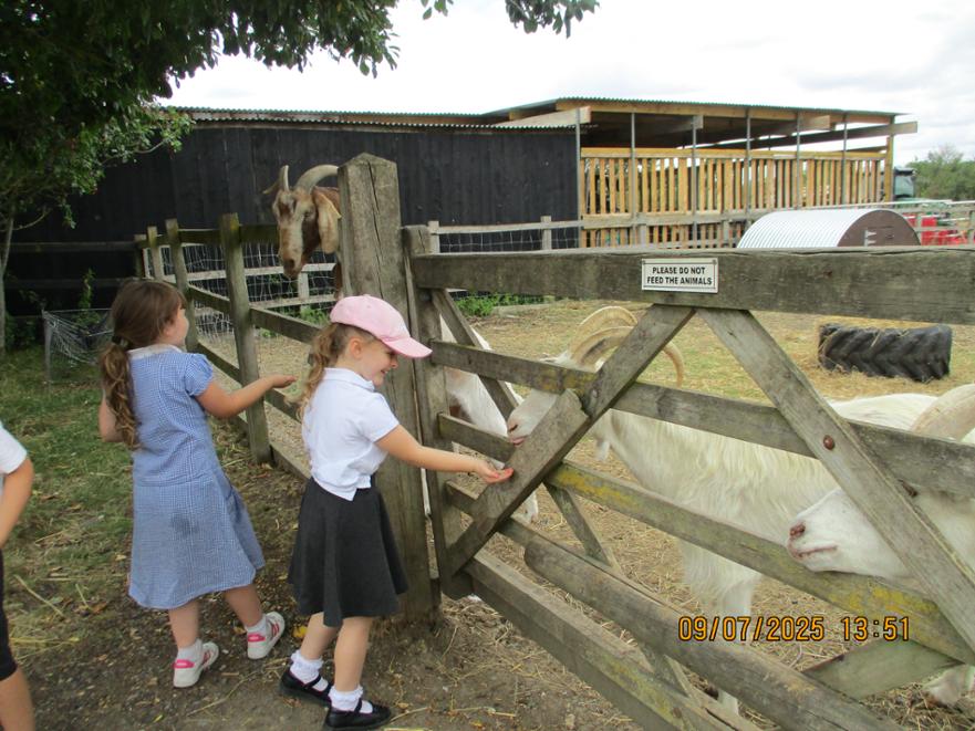 Oak class trip to Herrings Green Farm